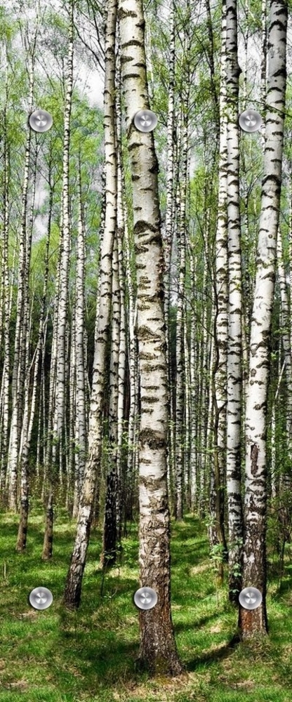 queence Wandgarderobe Birke - Garderobe aus hochwertigem Acrylglas Bäume, Wald, Birken (1 St), 50x120 cm - mit Edelstahlhaken Bild 1