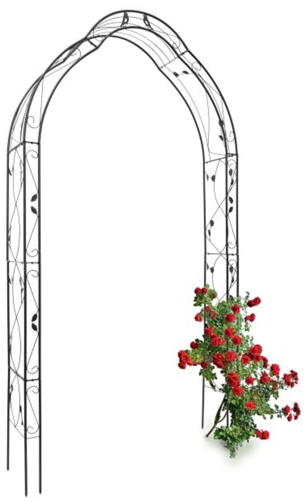 Rosenbogen Vogel Bild 1