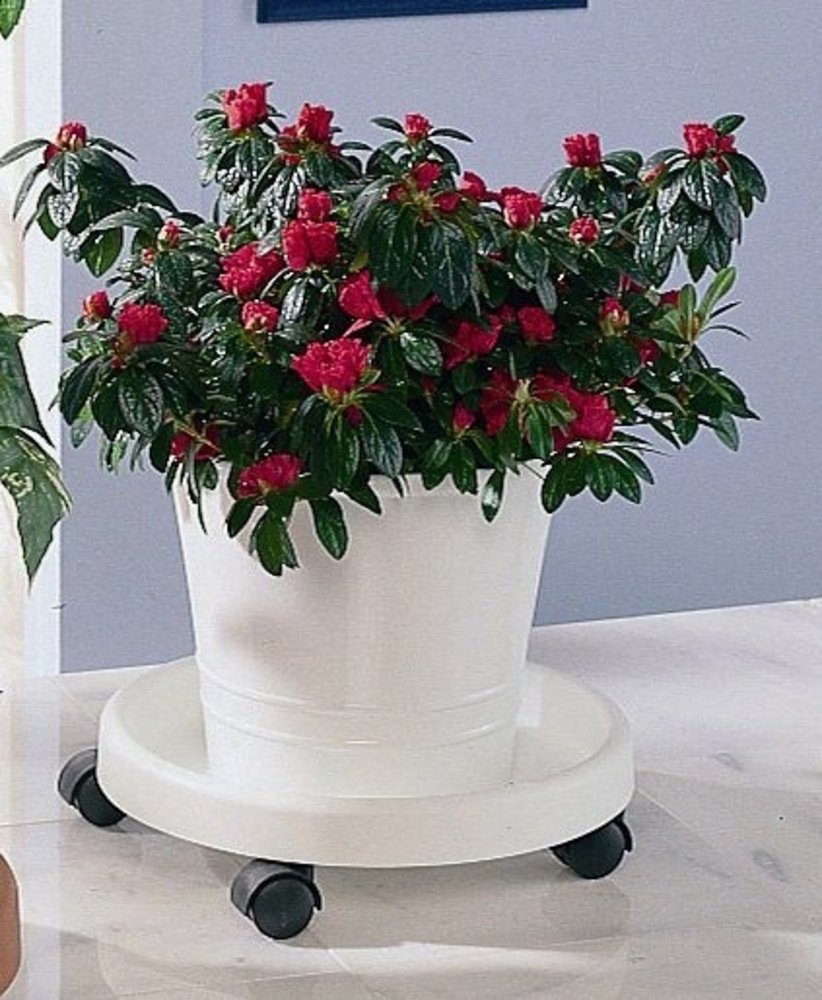 Ruco Blumentopfuntersetzer, Set, 2-tlg, Kunststoff, Ø 34 cm Bild 1