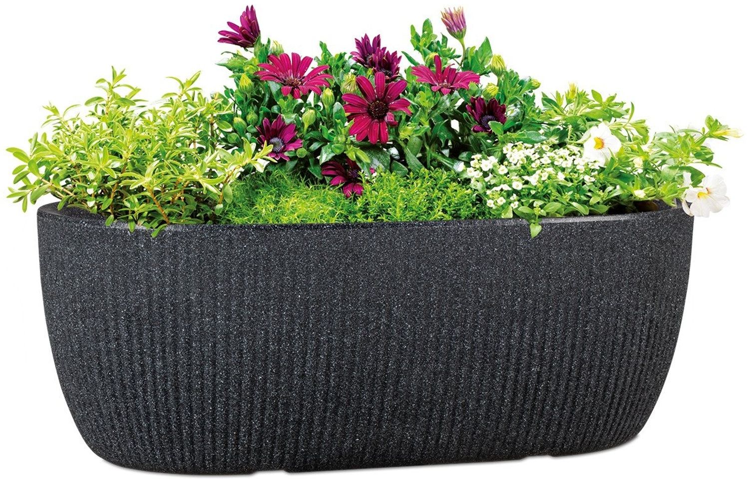 Scheurich Jardiniere 46/274 LINETTO JARDI, Pflanzschale aus Kunststoff, BxTxH: 46x46x17,1 cm Bild 1