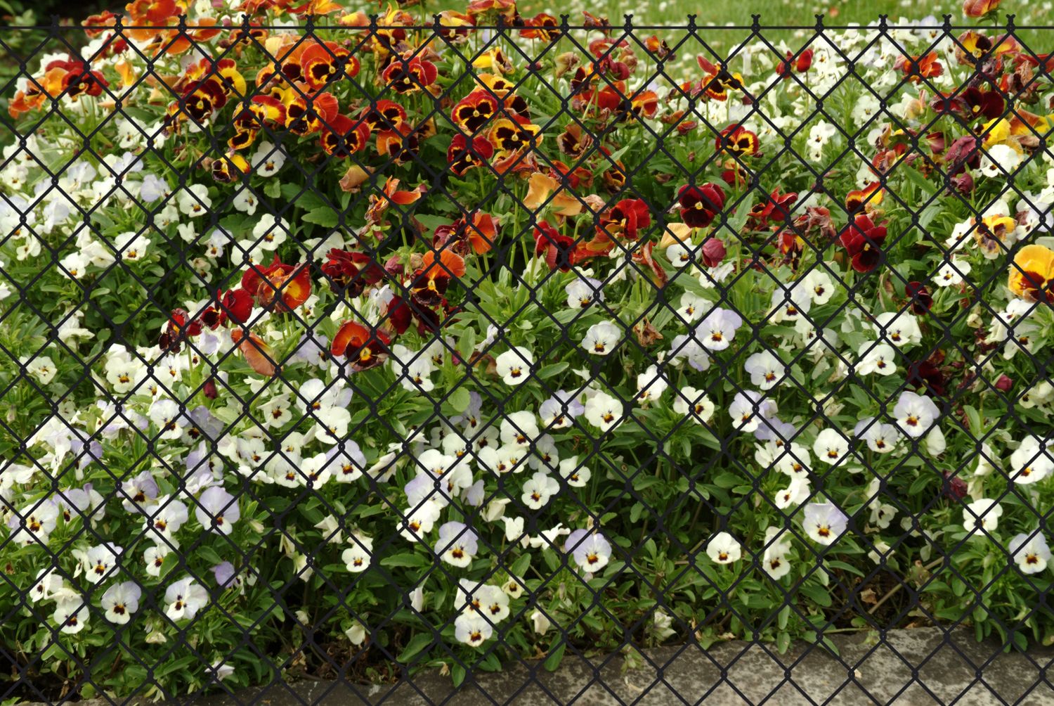 Garden 'N' More Maschendraht Zaunset anthrazit, Länge: 15m, Höhe: 125 cm Bild 1