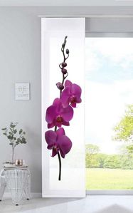 Orchidee Lila