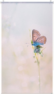 Rollo ohne Bohren, blickdicht, Tageslicht - bunt, Lichtblick Kreativ, ohne Bohren, Klemmbar, Anschraubbar, Klemmbar, Anschraubbar