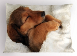 Abakuhaus Kissenbezüge Dekorativer Standard Gedruckter Kissenbezug, (2 Stück), Dackel Puppy Sleeping in seinem Bett