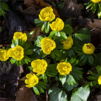 mgc24 Winterlinge Eranthussen - 10 Blumenzwiebeln (ca. 5mm)