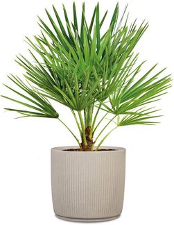 Scheurich Pflanzkübel 40/259 Linetto, dickwandiger Topf aus hochwertigem Kunststoff, ØxH: 38,6x35,3 cm