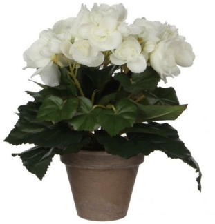 Mica Begonia im Topf weiß, 25x20 cm