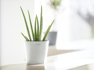 ECOPOTS Blumentopf Amsterdam Mini 17 Weiß, für den Innenbereich