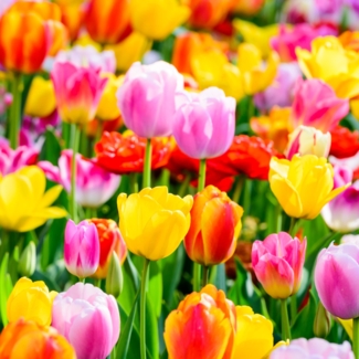 mgc24 Tulpen Triumph Mischung mehrfarbig - 100 Blumenzwiebeln (ca. 10-11mm)