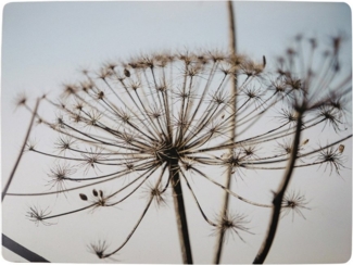 Hakbijl Glass Platzset, Farbe: Grau, Motiv: Allium