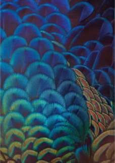 Dekoria Leinwandbild Multicolor Feathers