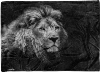 Sinus Art Handtücher Handtuch Strandhandtuch Saunatuch Kuscheldecke mit Tiermotiv Löwe Schwarz Weiß, Baumwolle-Polyester-Mix (1-St), Handtuch