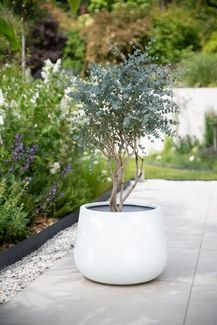 VIVANNO Blumentopf Fiberglas GIRAR Rund - Weiß Matt (1 St), 49x37 cm