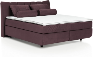 Mivano Free Boxspringbett/Bett mit 7-Zonen-Taschenfederkern-Matratze und Basic Topper/Härtegrad H3 + H4, Velours Cosy Lila, Liegefläche 180x200 cm