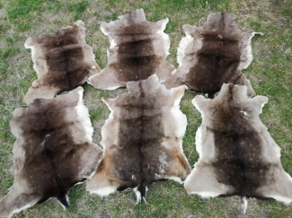 Provellus Fellteppich Damwild Bambi Reh Wild Damhirsch HirschFell Larp Mittelalter Grau, 80cm + X