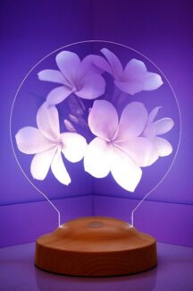 Geschenkelampe LED Nachttischlampe Plumeria Blumen 3D mehrfarbige Nachttischlampe Muttertag, Valentinstag, Leuchte 7 Farben fest integriert, Valentinstagsgeschenk für Freundin, Kollegin, Ehefrau, Partnerin