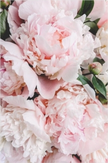 Bilderdepot24 Teppich Vinyl Wohnzimmer Schlafzimmer Flur Küche Blumen Landhaus, rechteckig - rosa glatt, nass wischbar (Küche, Tierhaare) - Saugroboter & Bodenheizung geeignet