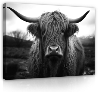 Wallarena Leinwandbild Schottisches Hochlandrind Grau Kuh Highland Schwarz Weiß Wandbilder, Schwarzweiss (Einteilig, 1 St), Bilder Klein Wohnzimmer Schlafzimmer Küche Wandbild Wand Deko 40x30