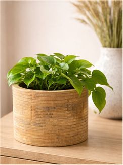 finehomegarden Blumentopf Übertopf Holz "DOST" natur Blumentopf Ø15cm H11,5cm +H14,5cm (1 St), Pflanzengefäß Holz natur für Innenbereich – Blumentopf 2Größen wählbar