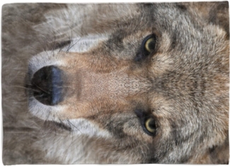 Sinus Art Handtücher Handtuch Strandhandtuch Saunatuch Kuscheldecke mit Tiermotiv Wolf Wild, Baumwolle-Polyester-Mix (1-St), Handtuch