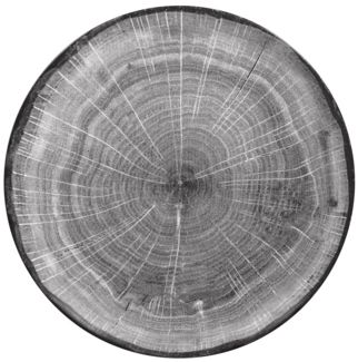 RAK Porcelain Woodart beech grey Teller flach coupe Ø 29.3 cm / Ht. 3 cm