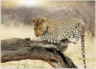 Wallario Teppich Leopard auf Baumstamm in Afrika, rechteckig, rutschfest