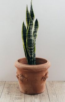 Terrakotta Blumenkübel Limoni Toscana 25