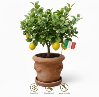 Terrakotta Blumenkübel Limoni Toscana 25