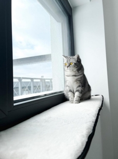 Ollesch Katzenliege Fensterbankauflage für Katzen 90 x 25 cm Katzenbett