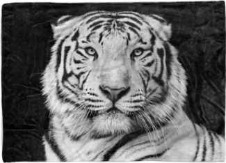 Sinus Art Handtücher Handtuch Strandhandtuch Saunatuch Kuscheldecke mit Tiermotiv weißer Tiger, Baumwolle-Polyester-Mix (1-St), Handtuch