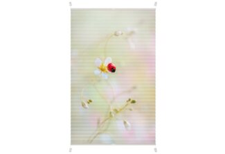Lichtblick Kreativ Plissee ohne Bohren, verspannt, blickdicht, Tageslicht - bunt, ohne Bohren, verspannt, Klemmbar