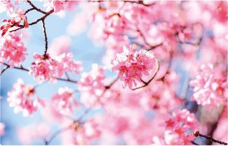 matches21 HOME & HOBBY Platzset Abwaschbare Tischsets 8er Set Frühling Kirsch-Blüten, (8-St), Platzsets als Tisch-Untersetzer und Tisch-Deko für Esstisch Teller