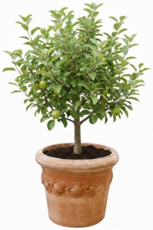 Blumentopf Pflanzentopf Terrakotta Limoni Toscana 60