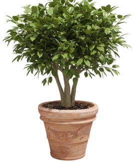 Pflanzgefäß Terrakotta "Doppio Bordo Festonato" 80cm