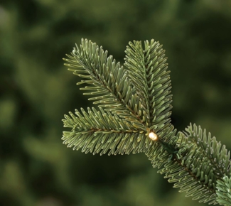 Evergreen Nobilis M+ | künstlicher Weihnachtsbaum