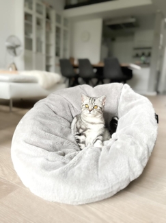 Lebon Katzenbett Bella Plüsch grau