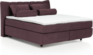 Mivano Free Boxspringbett/Bett mit 7-Zonen-Taschenfederkern-Matratze und Basic Topper/Härtegrad H4, Velours Cosy Lila, Liegefläche 180x200 cm