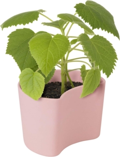 Rig-Tig YOUR TREE Blumentopf mit Samen Pink, Baum Pflanzset, Aufzuchtset, abbaubarer Materialmix, Pink, 7 cm, Z00136-2