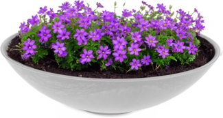matches21 HOME & HOBBY Blumentopf Flache Pflanzschale für draussen Dekoschale rund hellgrau 45 cm (1 St), Blumen-Schale als wetterfeste Friedhof-Schale Grab-Schmuck Grabschale