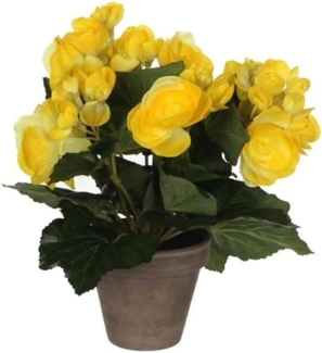 Mica Begonia im Topf gelb, 25x20 cm