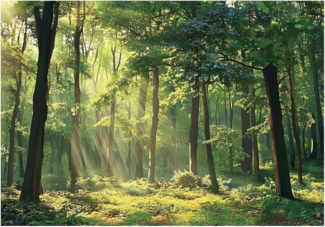 Wallarena Fototapete Wald Natur Landschaft Vlies Tapete Wohnzimmer Schlafzimmer Wandtapete, Glatt Vlies Washable, Wald, (Packung, 8 St, Vlies Fototapete), Vliestapete grün Wohnzimmer Schlafzimmer Küche Tapete + Kleister