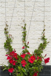 Nature Rankseilsystem für Kletterpflanzen 6040760 419738