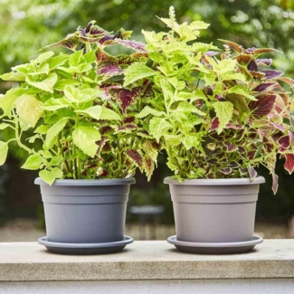 SIENA GARDEN Topf CILINDRO Ø 25 x 17,6 cm,, anthrazit Rundes Kunststoffgefäß mit Bodenlöchern