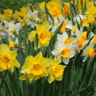 mgc24 Narzissen Mischung großblütig - 100 Blumenzwiebeln (ca. 10-12mm)