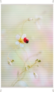 Lichtblick Kreativ Plissee ohne Bohren, verspannt, blickdicht, Tageslicht - bunt, ohne Bohren, verspannt, Klemmbar