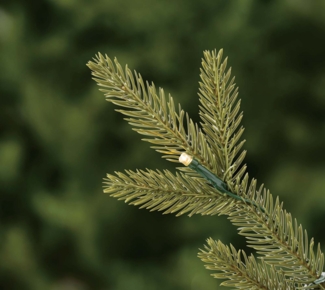 Evergreen Aspen S+ | mini Weihnachtsbaum mit