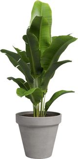 Artevasi Pflanztopf Amália Terrakotta grau Ø 19 x 17 cm