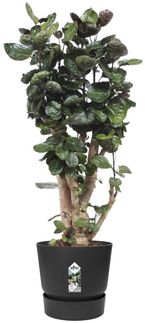 Elho Pflanztopf Greenville Ø 40 x 37 cm living schwarz