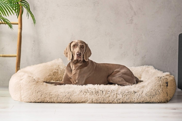 PEDRO SHAGGY Orthopädisches Hundebett - 160x110cm, 14 Beige