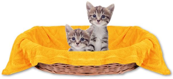 Haustierdecke Katzendecke Kuscheldecke Tierdecke , angenehm und super weich in vielen verschiedenen Farben erhältlich (90x140 cm / orange - marigold)